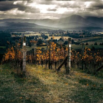 Giant Steps Yarra Valley Pinot Noir 2024